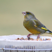 European Greenfinch